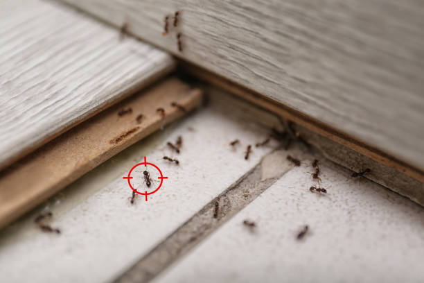 Bird Control in Three Rivers, MI