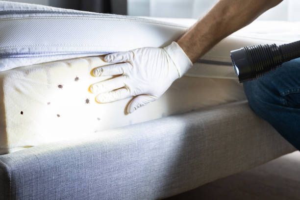 Best Bed Bug Extermination  in Three Rivers, MI
